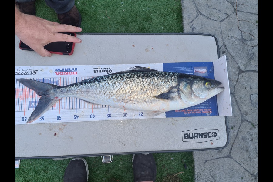 David Kovacs caught this 55.0cm Kahawai at Wellington harbor  during The Hirepool Baitmates Fishing Comp