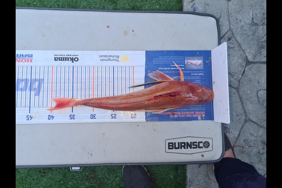 David Kovacs caught this 39.0cm Gurnard at Wellington harbor  during The Hirepool Baitmates Fishing Comp