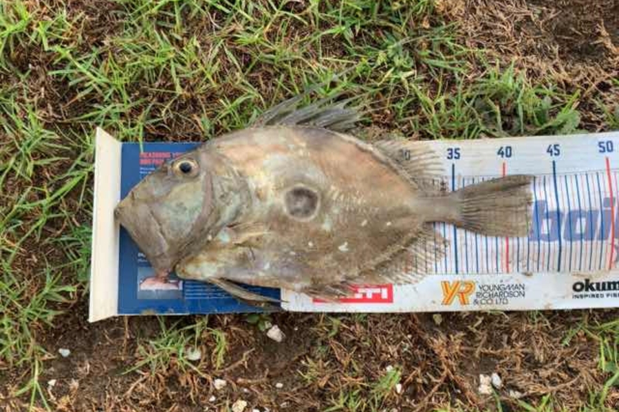 Mark Piskulic caught this 42.5cm John Dory at Doubtless Bay during The Hirepool Baitmates Fishing Comp