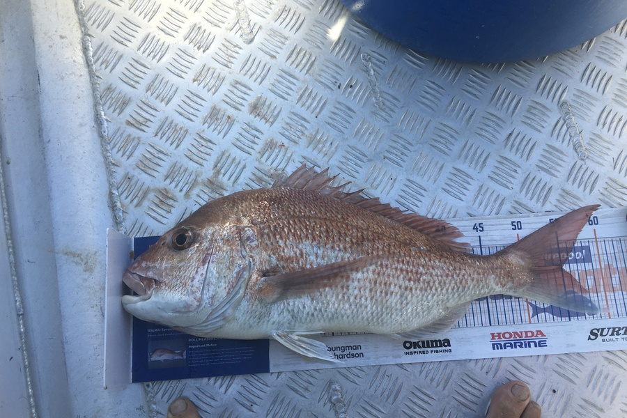 Tony Dodson caught this 55.0cm Snapper at Omaio  during The Hirepool Baitmates Fishing Comp