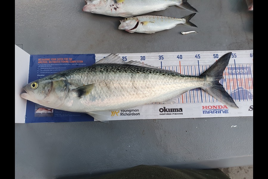 Richard  Ingram  caught this 50.0cm Kahawai at Beachlands during The Hirepool Baitmates Fishing Comp