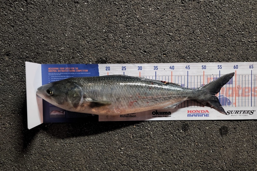 Nic Meyer caught this 53.5cm Kahawai at Tauranga during The Hirepool Baitmates Fishing Comp