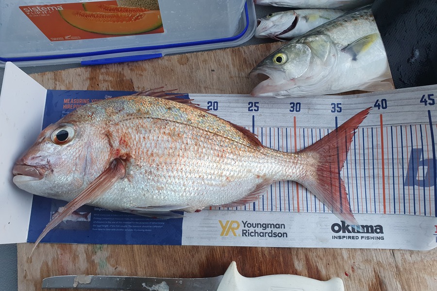Richard  Ingram  caught this 35.0cm Snapper at Beachlands during The Hirepool Baitmates Fishing Comp