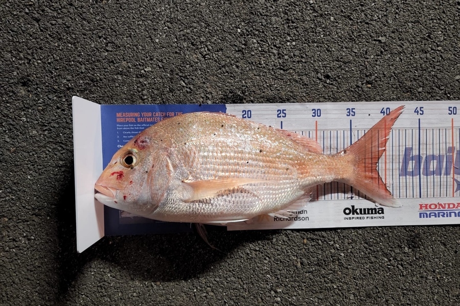 Nic Meyer caught this 38.5cm Snapper at Tauranga during The Hirepool Baitmates Fishing Comp