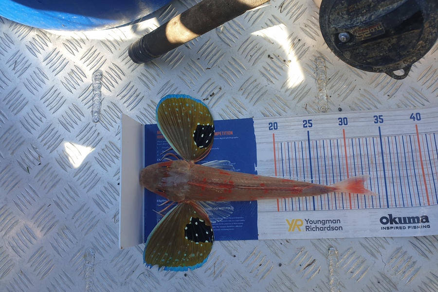 Loretta Ford caught this 32.0cm Gurnard at Omaio during The Hirepool Baitmates Fishing Comp