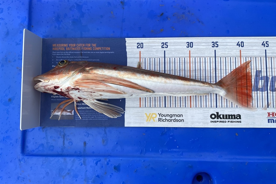 Craig Gowler caught this 42.0cm Gurnard at HAWKESBAY  during The Hirepool Baitmates Fishing Comp