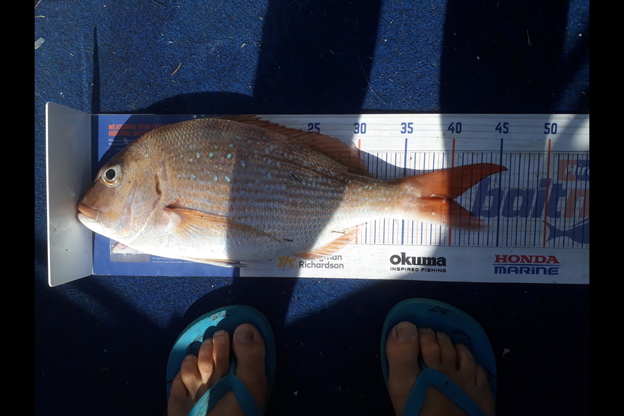 Andrew Le Fleming caught this 40.0cm Snapper at Tauranga harbour during The Hirepool Baitmates Fishing Comp
