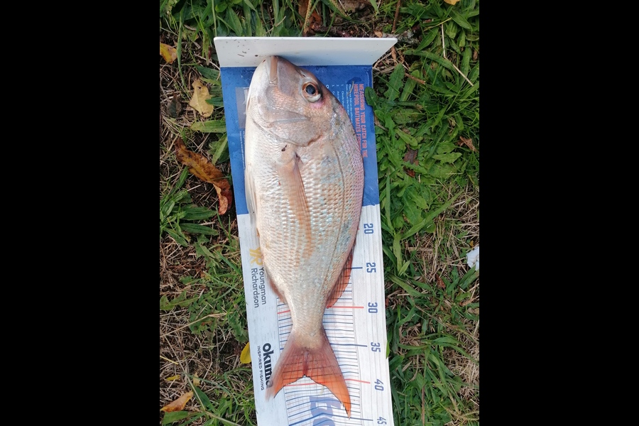 Martyn Patel caught this 38.5cm Snapper at Manukau Harbour during The Hirepool Baitmates Fishing Comp