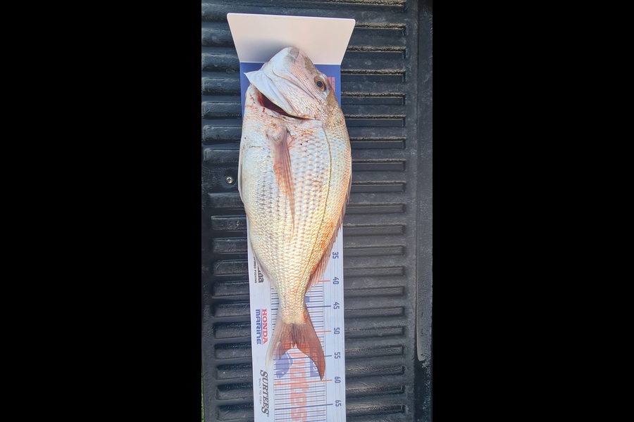 Shane Edwards caught this 52.0cm Snapper at Manawatu during The Hirepool Baitmates Fishing Comp