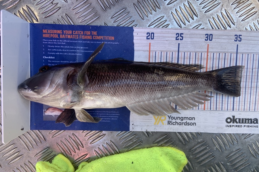 Laura Solomon caught this 36.0cm Blue Cod at Marlborough sounds  during The Hirepool Baitmates Fishing Comp