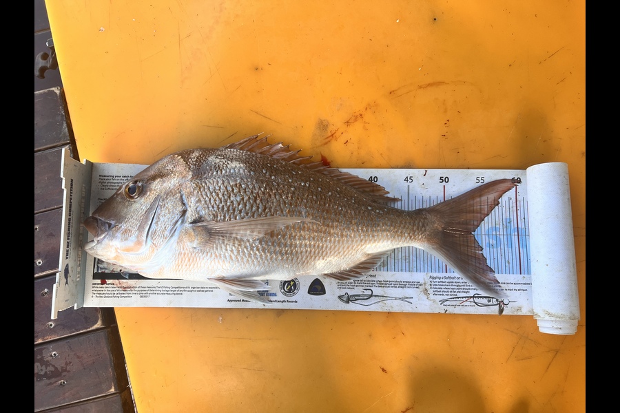 Michael Barlow caught this 53.5cm Snapper at Thames Coast during The Hirepool Baitmates Fishing Comp