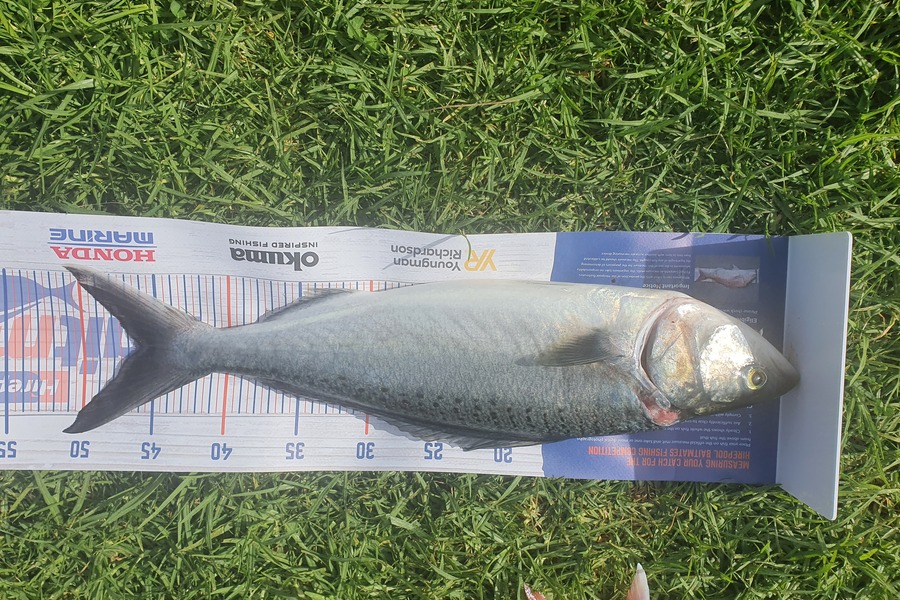 Stephen Torrey caught this 46.5cm Kahawai at Coromandal  during The Hirepool Baitmates Fishing Comp