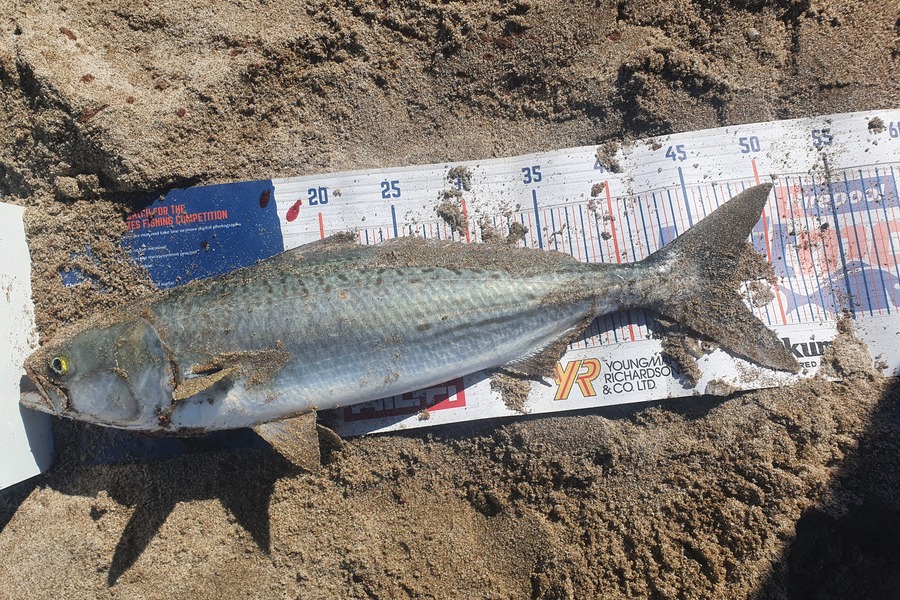 Stephen Torrey caught this 46.5cm Kahawai at Coromandal  during The Hirepool Baitmates Fishing Comp