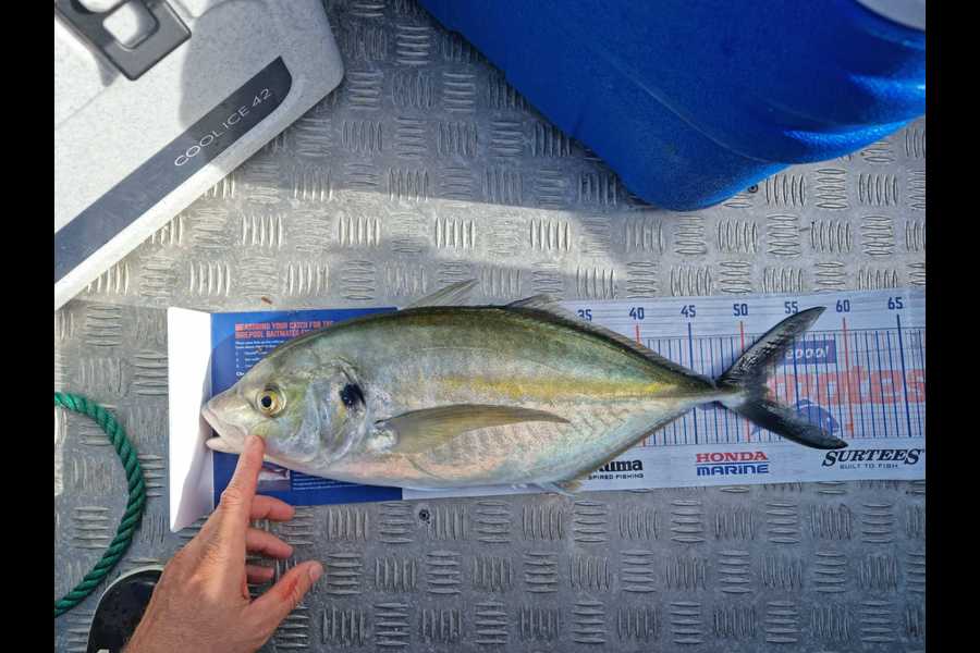 Samuel Baker caught this 52.0cm Trevally at Bream bay during The Hirepool Baitmates Fishing Comp