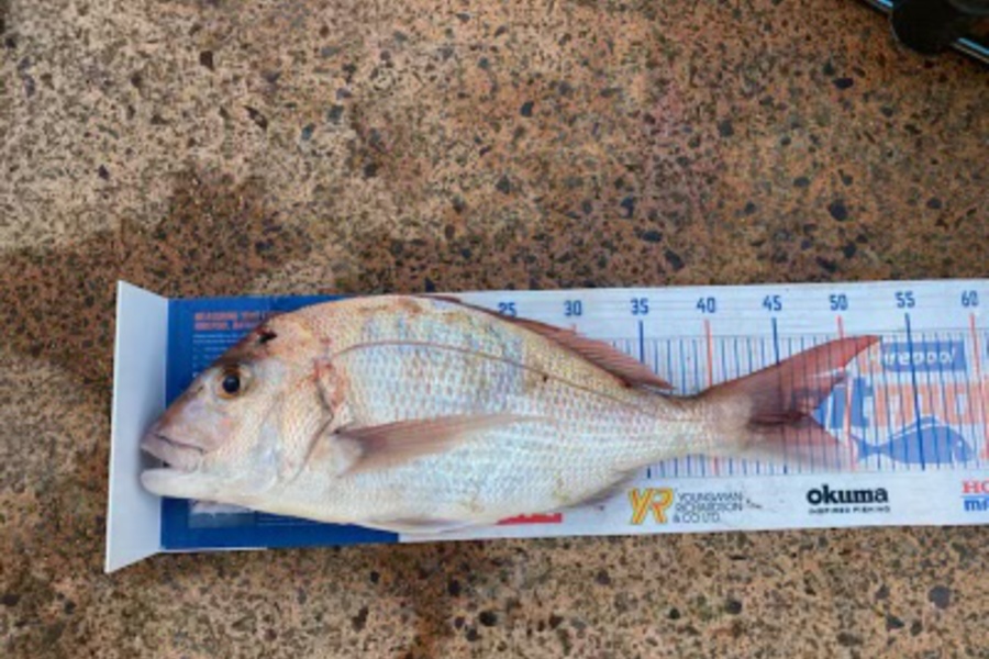 Melissa Mobbs caught this 47.0cm Snapper at Pauanui  during The Hirepool Baitmates Fishing Comp