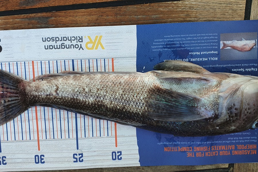 Anne Small caught this 36.0cm Blue Cod at Queen Charlotte Sound during The Hirepool Baitmates Fishing Comp