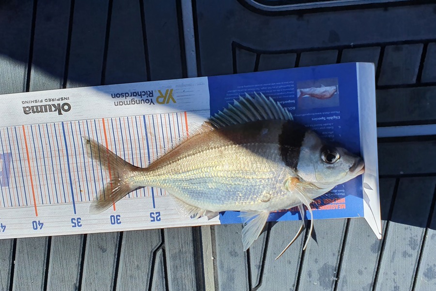 Anne Small caught this 30.0cm Tarakihi at Tory Channel during The Hirepool Baitmates Fishing Comp