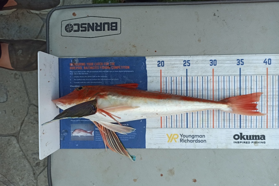 Duncan Pringle caught this 37.5cm Gurnard at Wellington harbour during The Hirepool Baitmates Fishing Comp