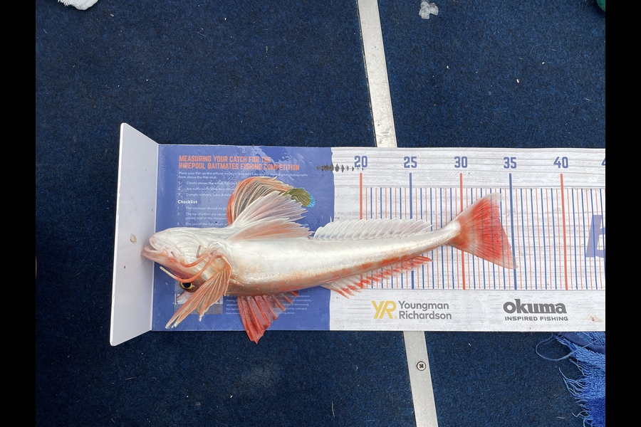 Janine Romano caught this 34.0cm Gurnard at Pelorus Sound during The Hirepool Baitmates Fishing Comp