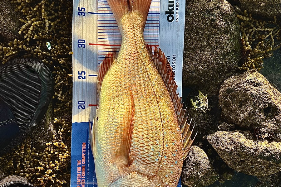 Dave Henderson caught this 38.5cm Snapper at Waiwera during The Hirepool Baitmates Fishing Comp