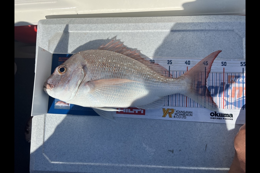 Melissa Martin caught this 45.0cm Snapper at Coromandel  during The Hirepool Baitmates Fishing Comp