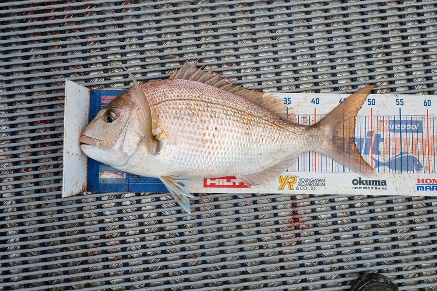 Jayden Emtage caught this 46.5cm Snapper at Kaipara harbour during The Hirepool Baitmates Fishing Comp