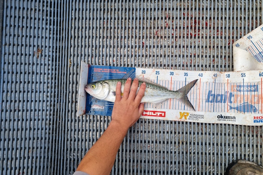 Jayden Emtage caught this 35.5cm Kahawai at Kaipara harbour during The Hirepool Baitmates Fishing Comp