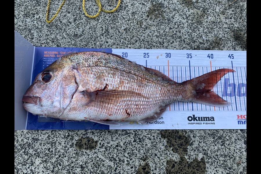 Brock Barrie caught this 39.5cm Snapper at Hauraki gulf during The Hirepool Baitmates Fishing Comp