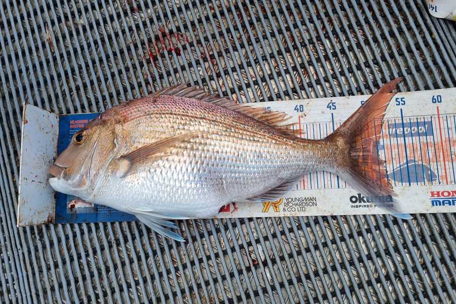 Angel Emtage caught this 51.0cm Snapper at Kaipara Harbour  during The Hirepool Baitmates Fishing Comp