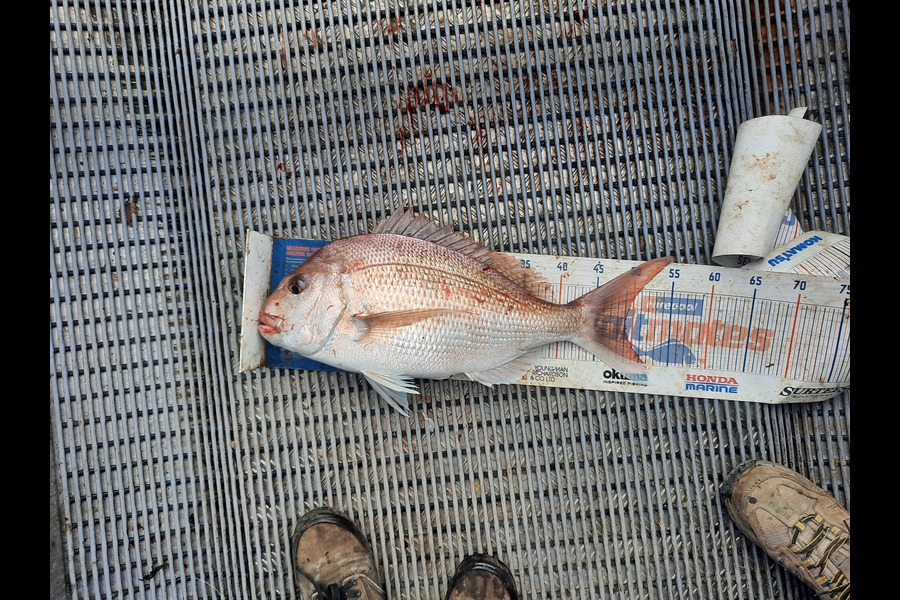 Clinton Emtage caught this 49.0cm Snapper at kaipara Harbour  during The Hirepool Baitmates Fishing Comp