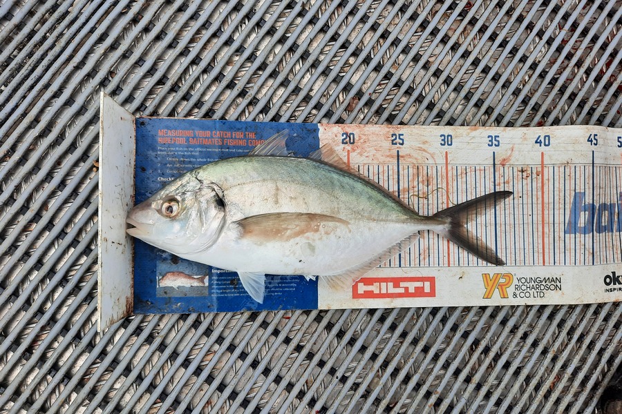 Clinton Emtage caught this 31.5cm Trevally at kaipara Harbour  during The Hirepool Baitmates Fishing Comp