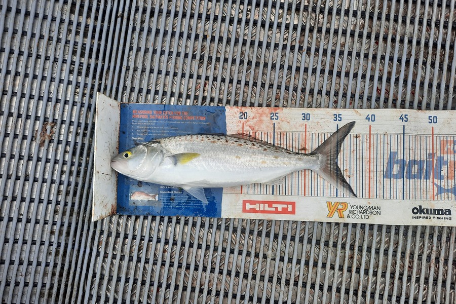 Clinton Emtage caught this 34.5cm Kahawai at kaipara Harbour  during The Hirepool Baitmates Fishing Comp