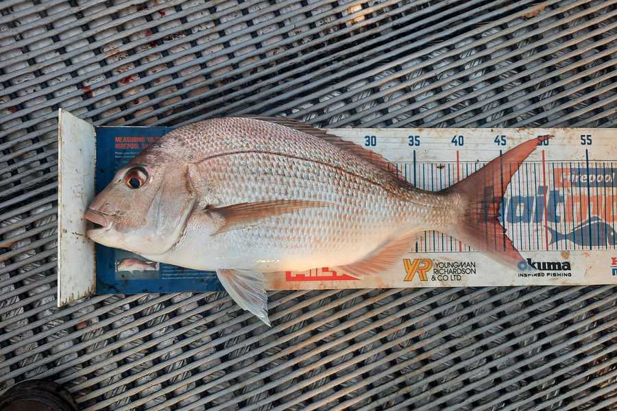 Amanda Bell caught this 44.0cm Snapper at Kaipara  during The Hirepool Baitmates Fishing Comp