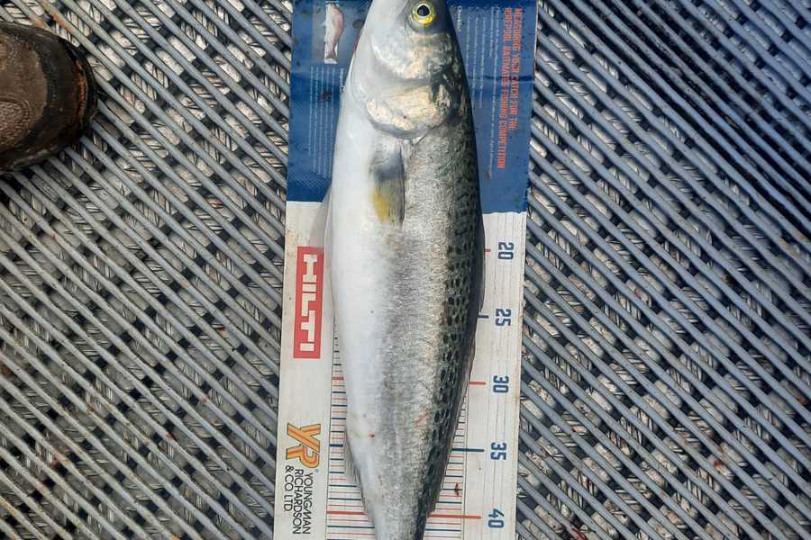 Amanda Bell caught this 49.5cm Kahawai at Kaipara  during The Hirepool Baitmates Fishing Comp