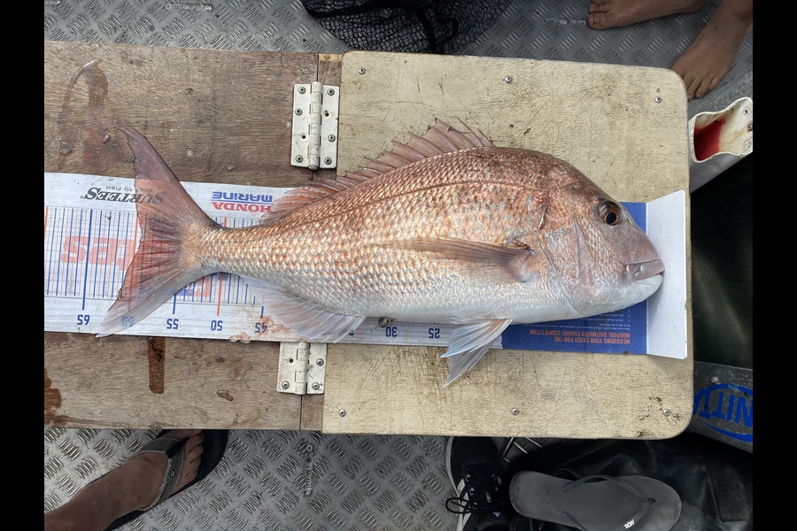 Louise Farley caught this 59.0cm Snapper at Kaimaumau  during The Hirepool Baitmates Fishing Comp