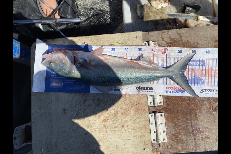 Louise Farley caught this 51.0cm Kahawai at Kaimaumau  during The Hirepool Baitmates Fishing Comp