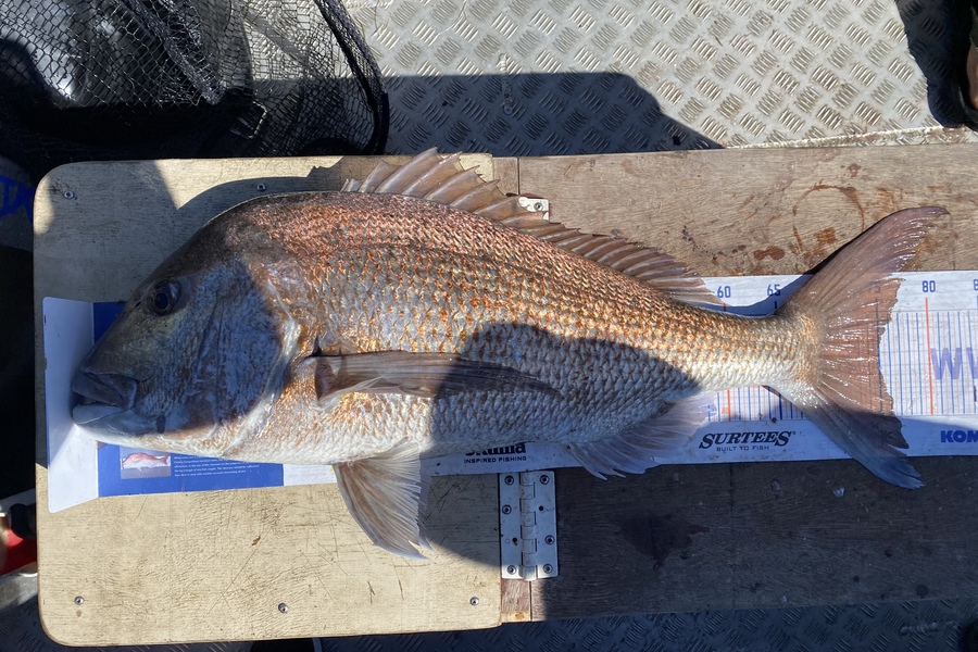 James Farley caught this 75.0cm Snapper at Kaimaumau  during The Hirepool Baitmates Fishing Comp