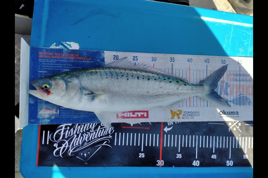 James Pike caught this 47.0cm Kahawai at Tekouma during The Hirepool Baitmates Fishing Comp