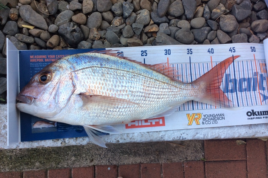 Johnny MacKinnon caught this 41.0cm Snapper at BOP during The Hirepool Baitmates Fishing Comp
