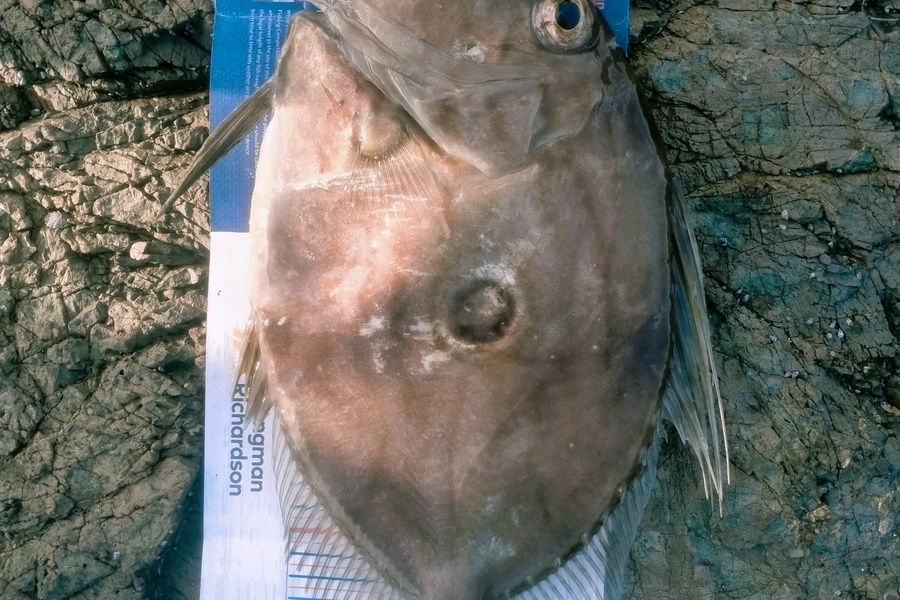 Ben Moretti caught this 42.5cm John Dory at Henderson Bay during The Hirepool Baitmates Fishing Comp