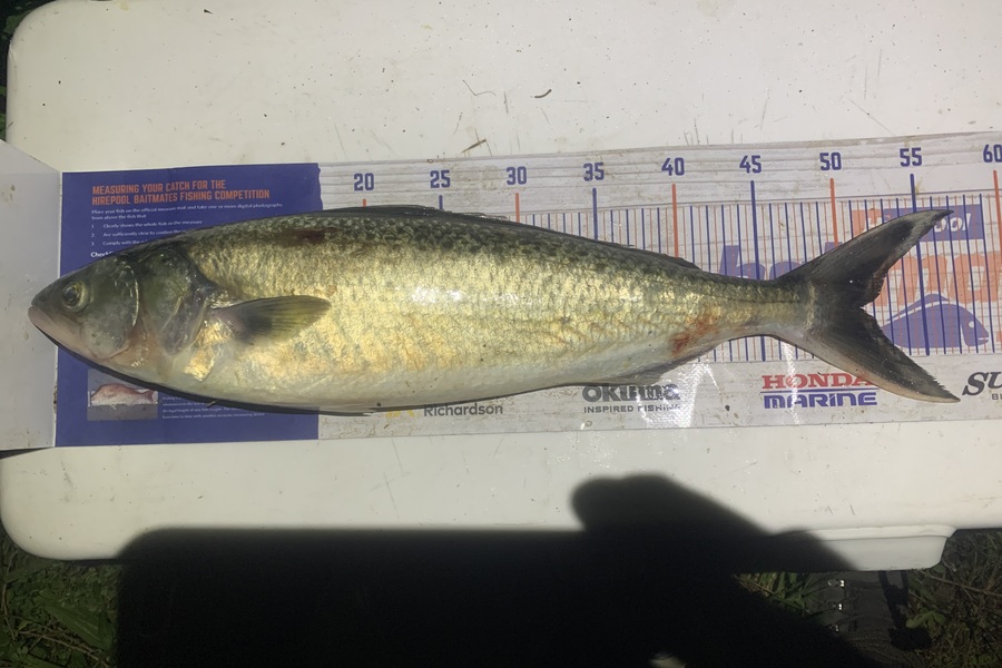 Josh Bolton caught this 51.0cm Kahawai at Wellington  during The Hirepool Baitmates Fishing Comp