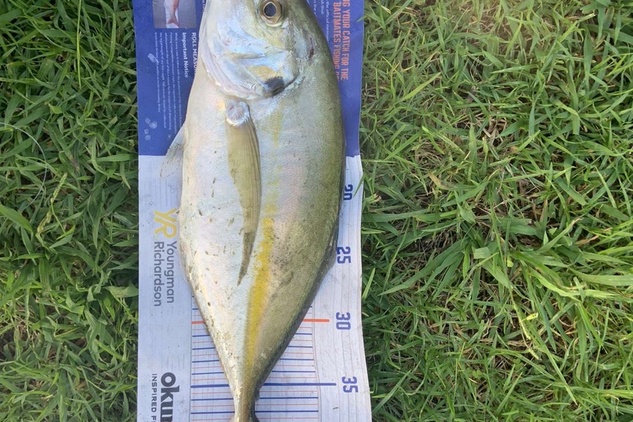 Mason Lake caught this 41.0cm Trevally at Algies bay during The Hirepool Baitmates Fishing Comp