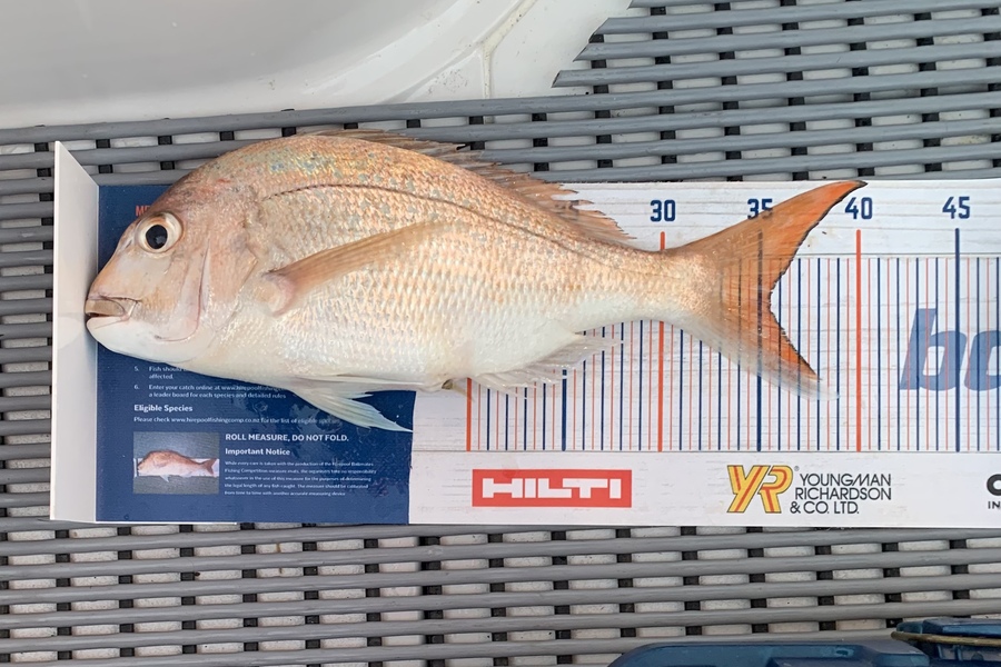 Kerry Watkins caught this 35.5cm Snapper at Firth of Thames during The Hirepool Baitmates Fishing Comp