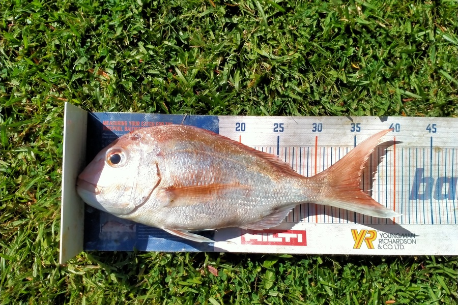 James Pike caught this 35.0cm Snapper at Tekouma during The Hirepool Baitmates Fishing Comp