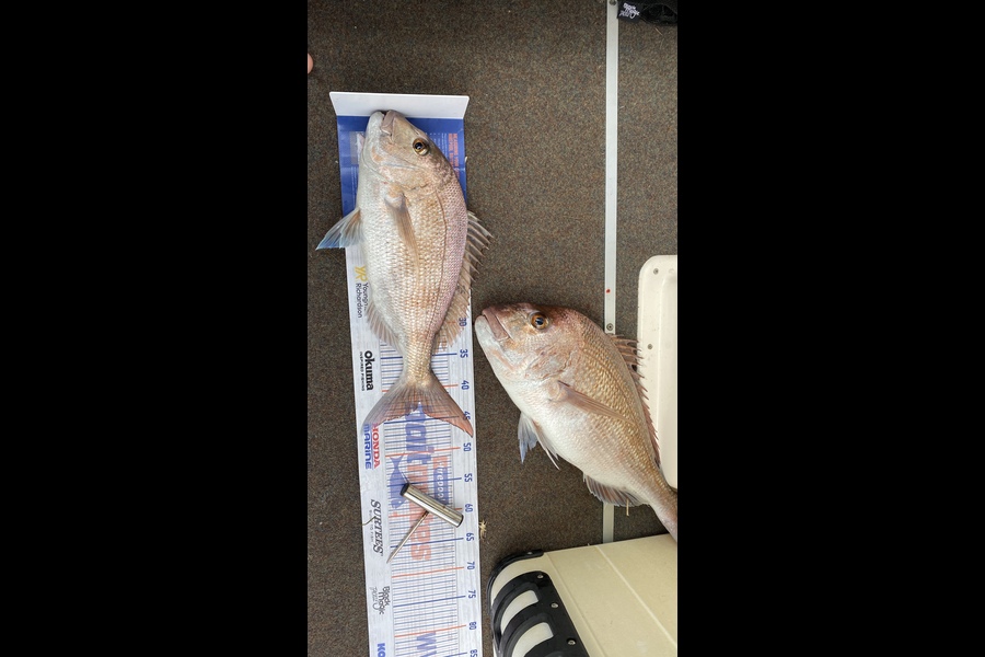Noah Leaning caught this 42.0cm Snapper at Cooks beach during The Hirepool Baitmates Fishing Comp