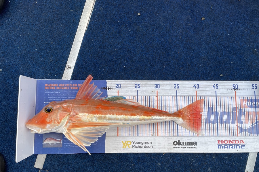 Janine Romano caught this 40.5cm Gurnard at Pelorus Sound during The Hirepool Baitmates Fishing Comp