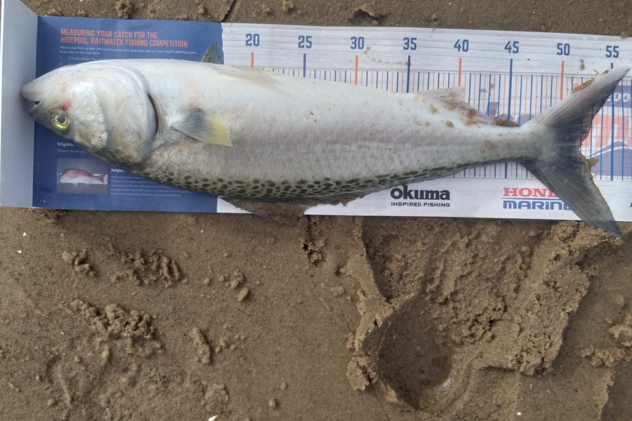 Sam earle caught this 51.5cm Kahawai at Manukau harbour  during The Hirepool Baitmates Fishing Comp
