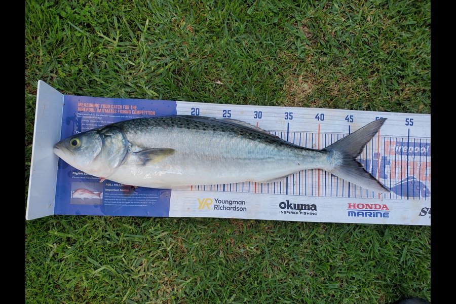 Steve Searancke caught this 46.0cm Kahawai at Waikawau farms  during The Hirepool Baitmates Fishing Comp