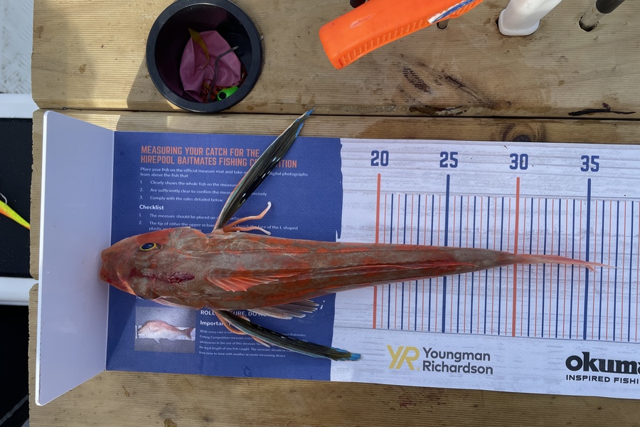 Rhys Holding caught this 35.0cm Gurnard at Mercury Bay during The Hirepool Baitmates Fishing Comp