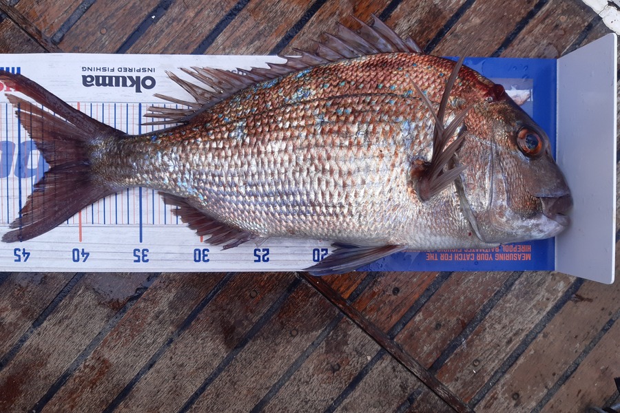 Karen Barnao caught this 42.0cm Snapper at Black Rocks, BOI during The Hirepool Baitmates Fishing Comp